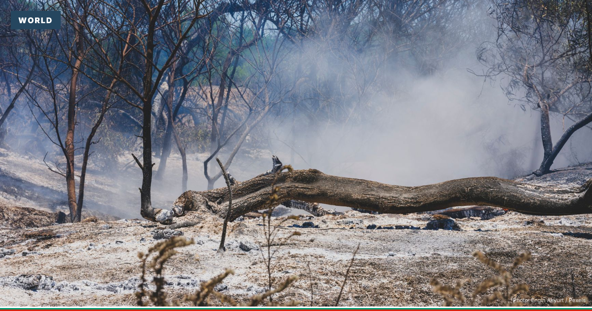 Nearly 10,000 hectares scorched by fire in Haskovo villages